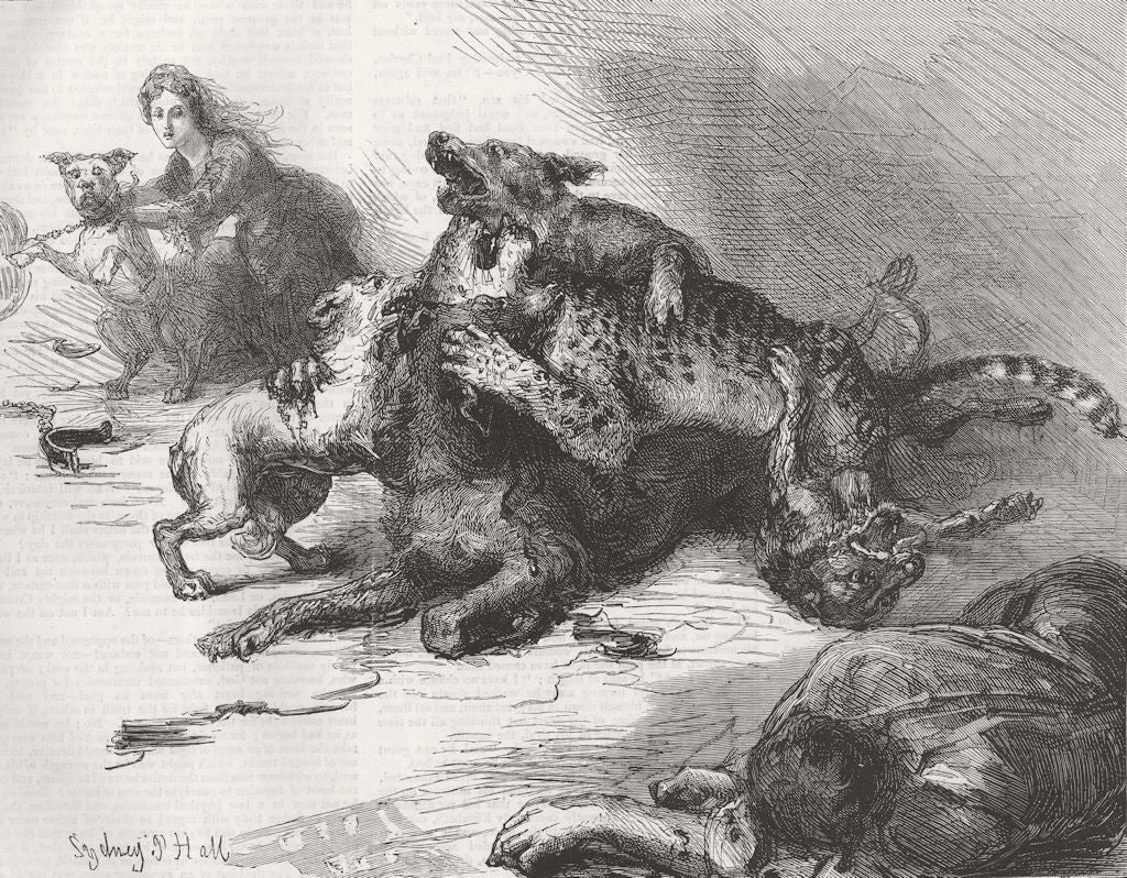 DOGS. Dog fight; dogfight 1875 old antique vintage print picture